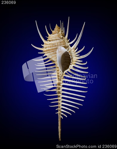 Image of seashell