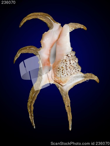 Image of seashell