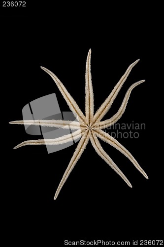 Image of seashell