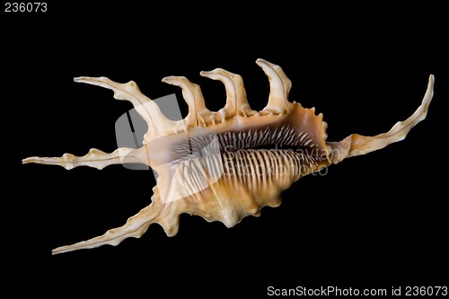 Image of seashell