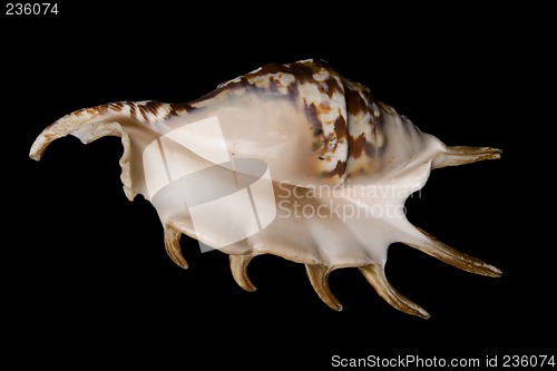 Image of seashell