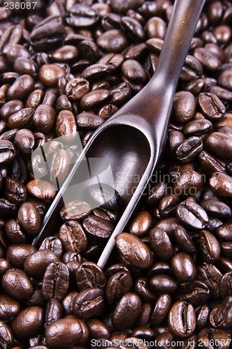 Image of Scoop Of Coffee Bean