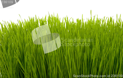 Image of herb