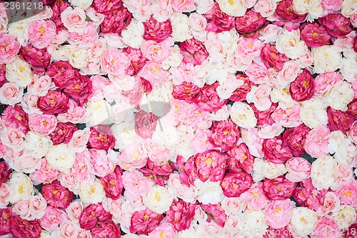 Image of background full of white and pink peonies