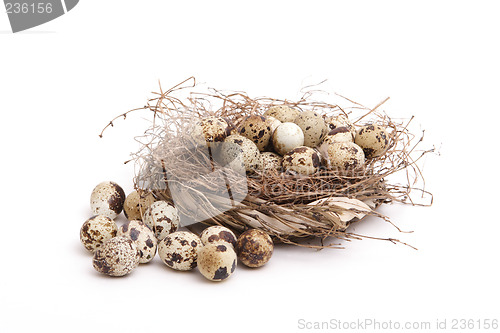 Image of Quail eggs