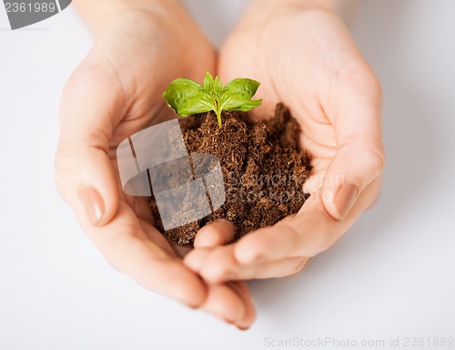 Image of hands with green sprout and ground