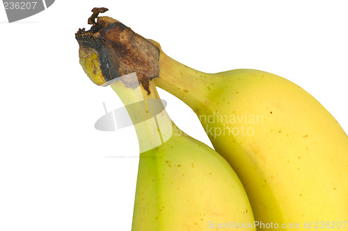Image of bananas