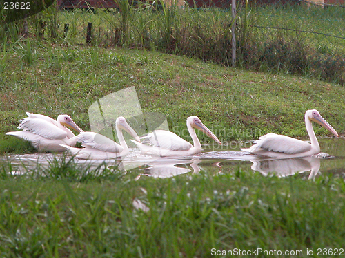 Image of white pelicans swimming in a row