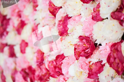 Image of background full of white and pink peonies