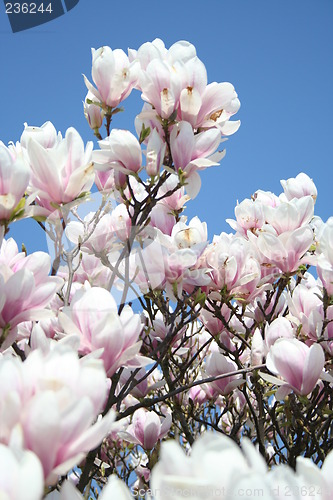 Image of Magnolia Solangiana in blossom