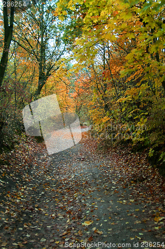 Image of Autumn