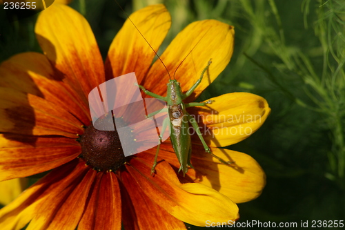 Image of flower