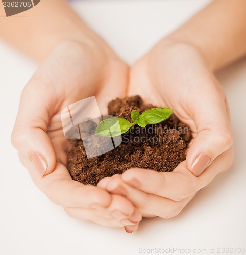 Image of hands with green sprout and ground