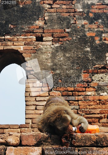 Image of Monkey drinking out of a bottle