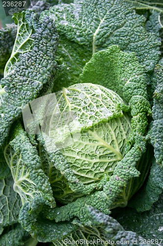 Image of Green lettuce