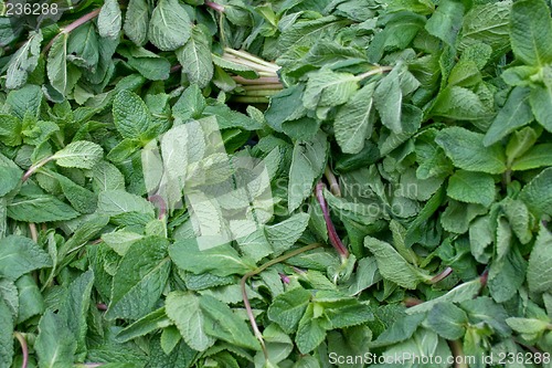 Image of Mint herb