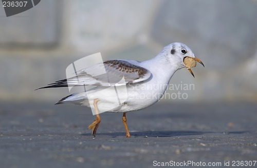 Image of Gull