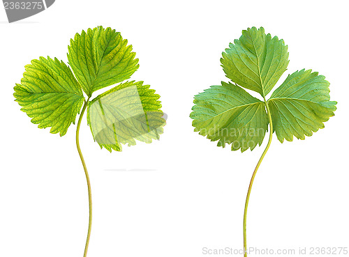 Image of Iron deficiency in strawberry plant, chlorosis, isolated