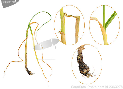 Image of Infection of garlic by white rot, Sclerotium cepivorum