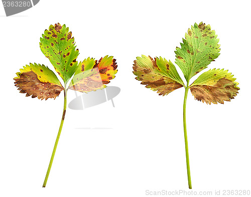 Image of Strawberry leaf with the fungal disease, leaf scorch caused by Diplocarpon earlianum