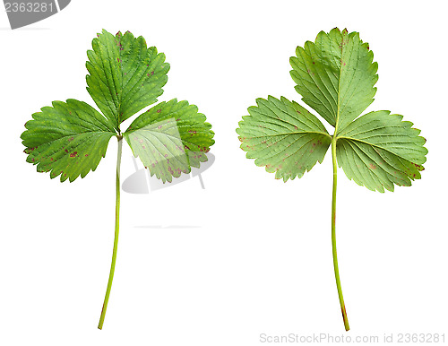 Image of Strawberry leaf with the fungal disease, leaf blight, Phomopsis obscurans