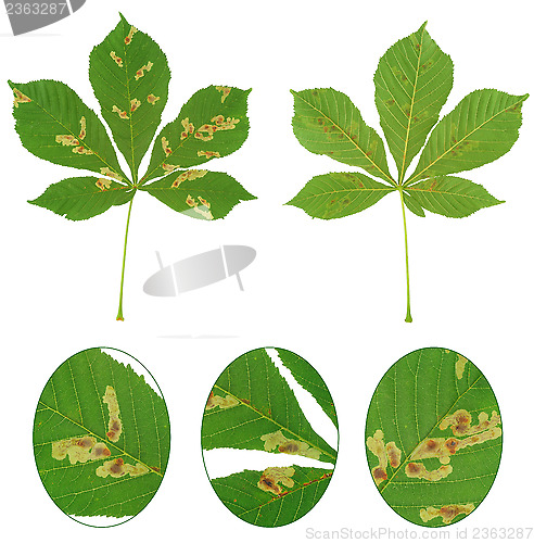 Image of Leaf of chestnut tree attacked by horse-chestnut leaf miner, Cameraria ohridella