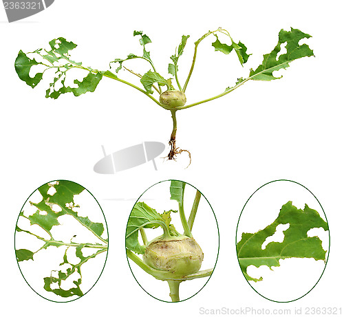 Image of Slug damage of green kohlrabi, isolated