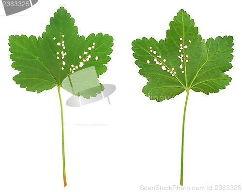 Image of Red currant leaf attacked by Flea beetles