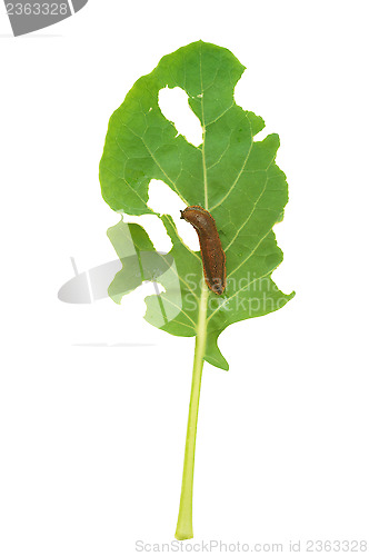 Image of Slug damage of green kohlrabi leaf