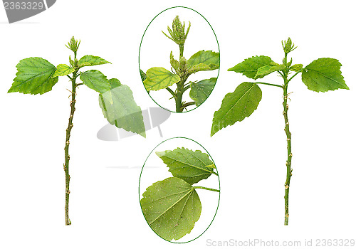 Image of Hibiscus plant attacked by aphids, isolated