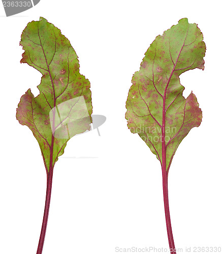 Image of Infection of beetroot leaf by Cercospora beticola