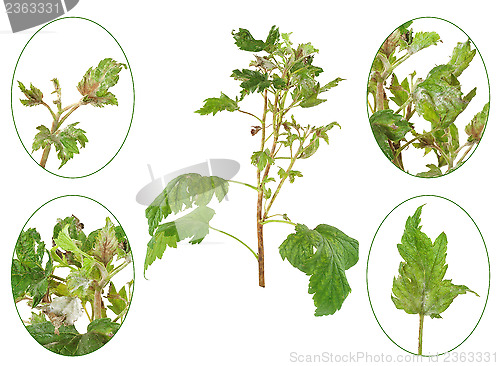 Image of Infection of black currant by grey mould, Botrytis cinerea, Botryotinia fuckeliana