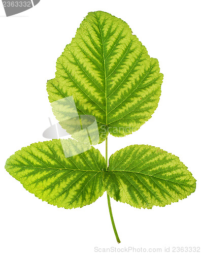 Image of Iron deficiency in raspberry leaf, chlorosis, isolated