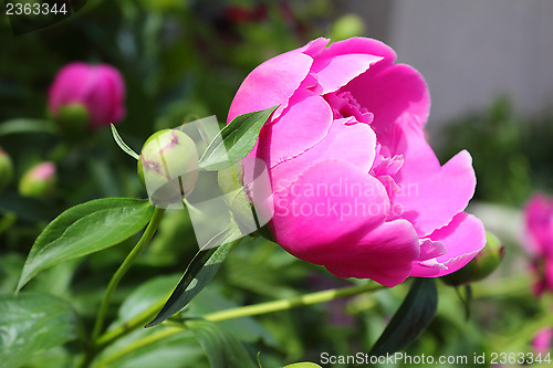 Image of Beautiful peony flower on a bed in the garden