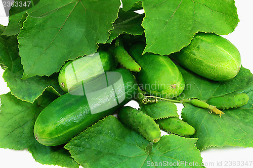 Image of Cucumber growing among green leaves. Photographed on a white bac