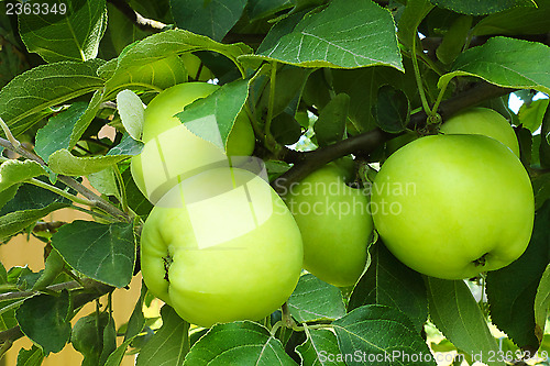 Image of Apples growing on the branch of a tree in the garden.