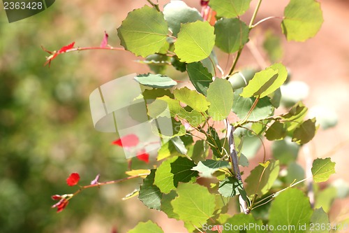 Image of leaves of birch in forest
