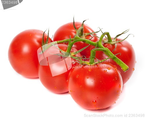 Image of Ripe tomato on bunch with water drops