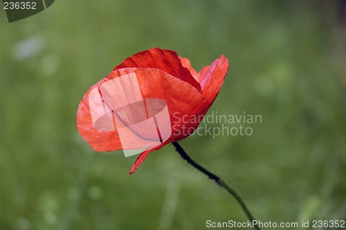 Image of Red weed