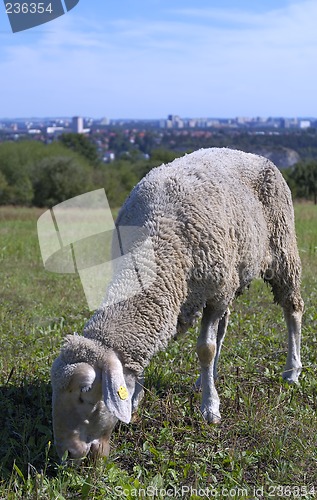 Image of Sheep