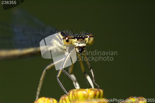 Image of Dragonfly