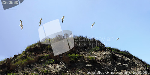 Image of Block Island Seagull Timelapse