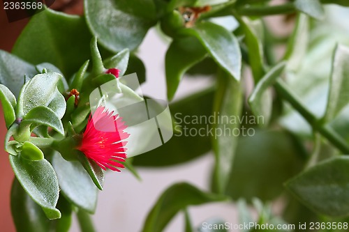 Image of winter purslane