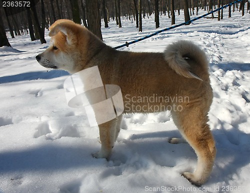 Image of Akita Inu