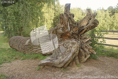 Image of oak trunk with roots