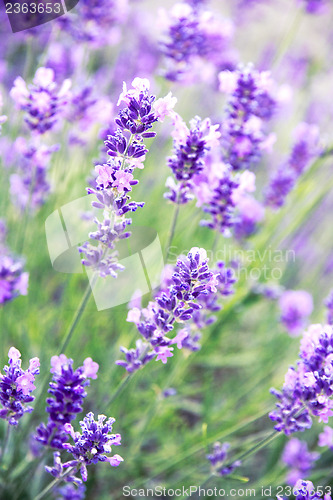 Image of Lavender flowers 