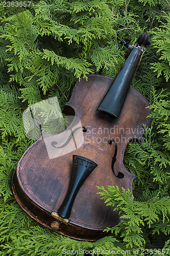 Image of Fiddle In The Ferns