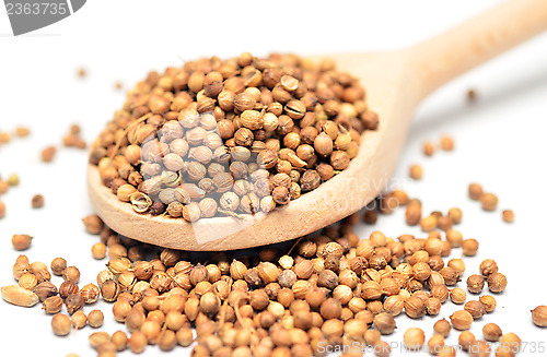 Image of coriander