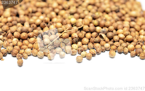 Image of coriander