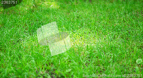 Image of green grass